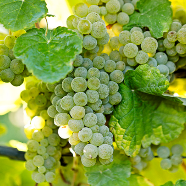 UVAS (1)
